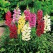Antirrhinum Majus Mixed - Image 2